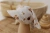Chustka z daszkiem Little Brown Flowers 1.webp